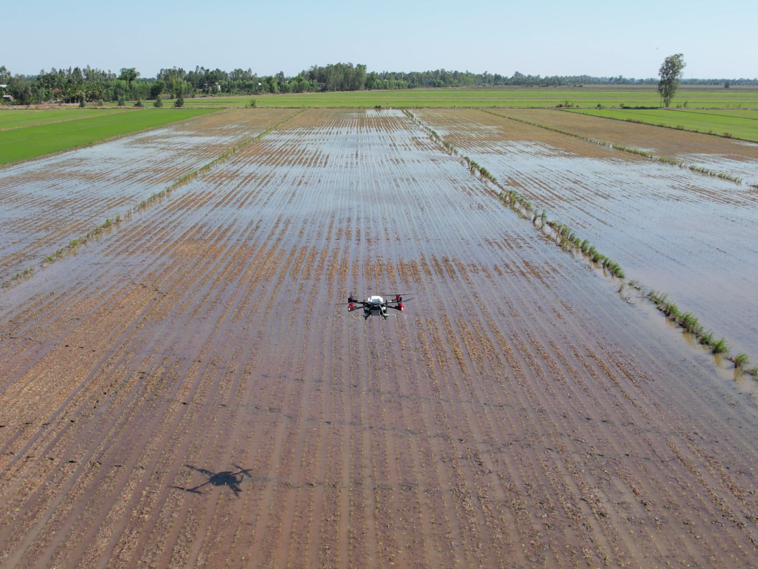 凯发国际农业无人机在一片刚播种的稻田进行撒肥作业