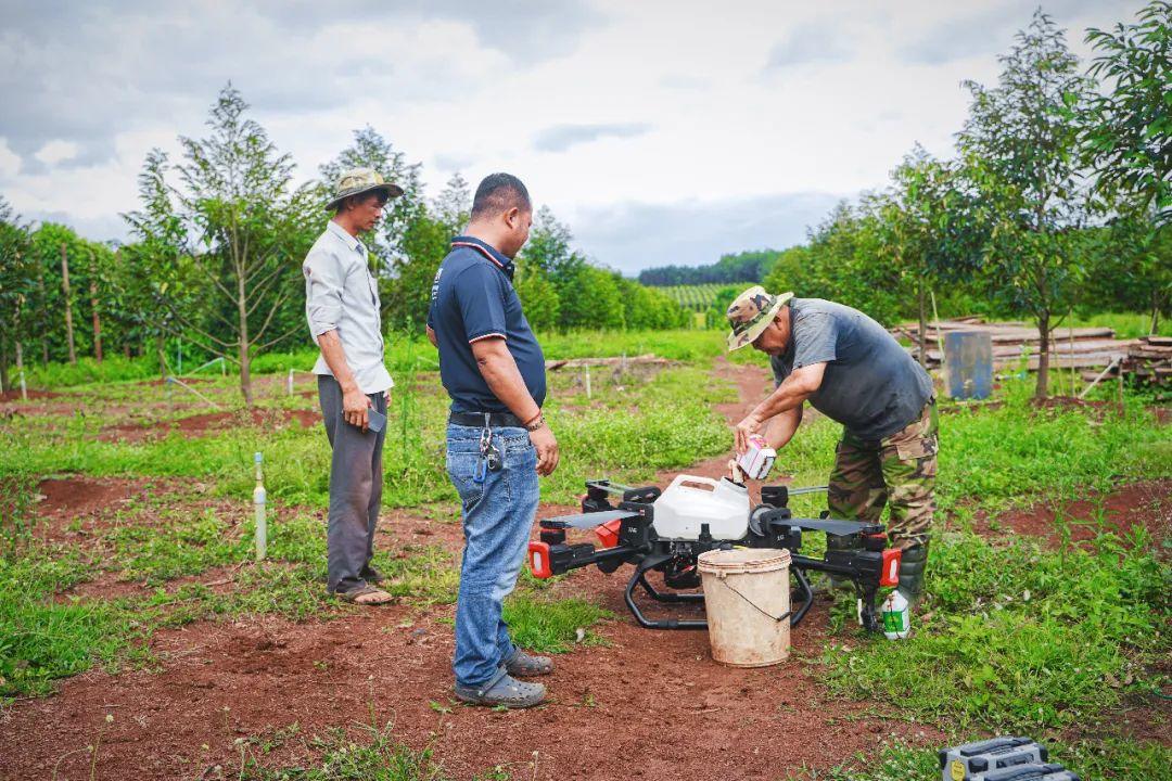 在飞防服务队的指导下，种植园主马布为凯发国际农业无人机灌装药剂。