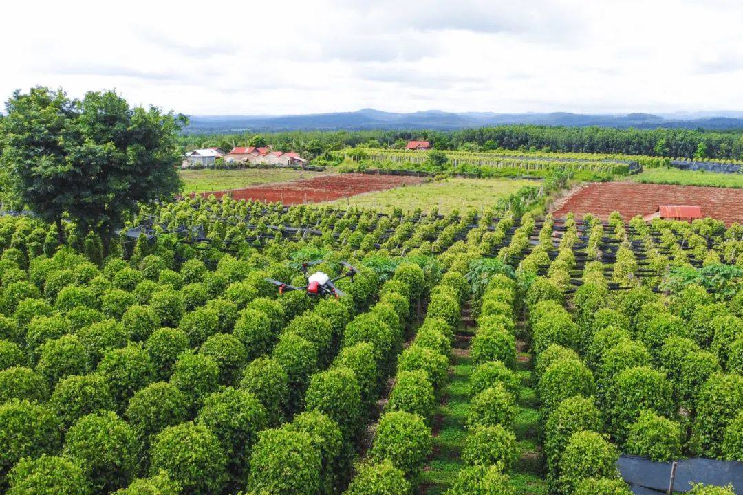 凯发国际农业无人机在柬埔寨蒙多基里省一处胡椒园开展空中植保作业。
