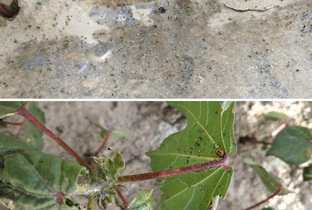 作物应用 | 新疆喀什图木舒克市棉花蚜虫防治