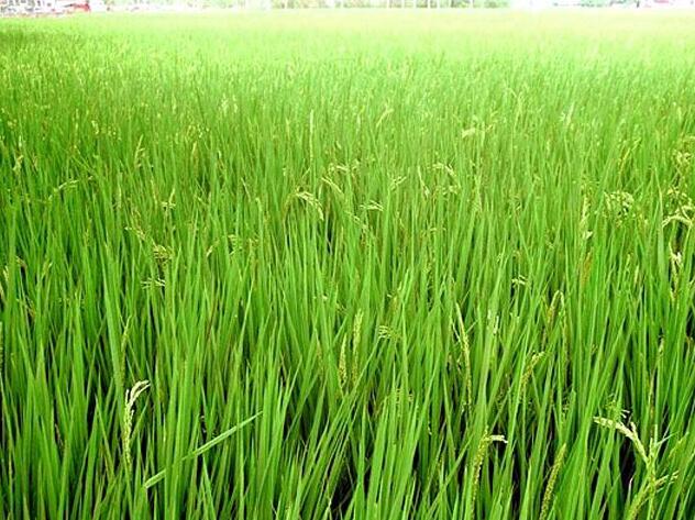 图解水稻的生长过程与生长周期