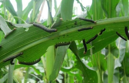 玉米粘虫如何防止？玉米粘虫有什么危害？