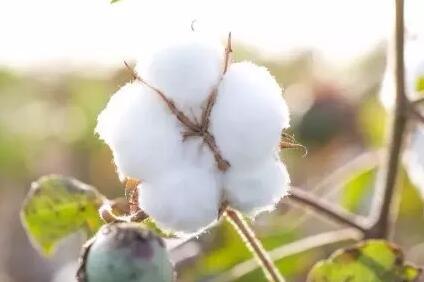 怎样不伤棉花，又最大程度的防治棉花病虫害？