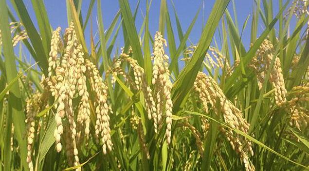 怎么防治杂草稻和假稻？杂草稻和假稻有什么危害？