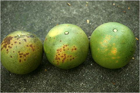 如何有效防治柑橘溃疡病？