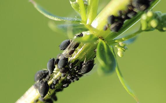 第19篇 | 小麦春季主要病虫害防治（五）：蚜虫