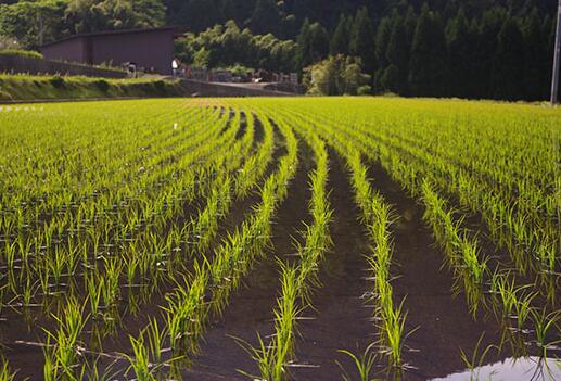 第14篇 | 如何快速识别水稻田中的杂草幼苗？