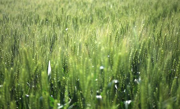 第18篇 | 小麦春季主要病虫害防治（四）：纹枯病
