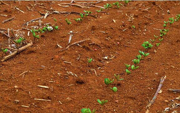 第26篇 | 夏大豆播种在即，快提前收藏杂草防治法！