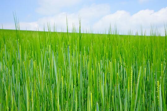 第15篇 | 小麦春季主要病虫害防治（一）：条锈病