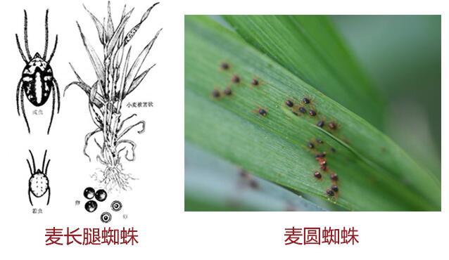 第17篇 | 小麦春季主要病虫害防治（三）：红蜘蛛