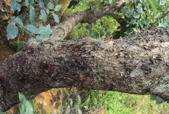 秋季——防治树干腐烂病关键期