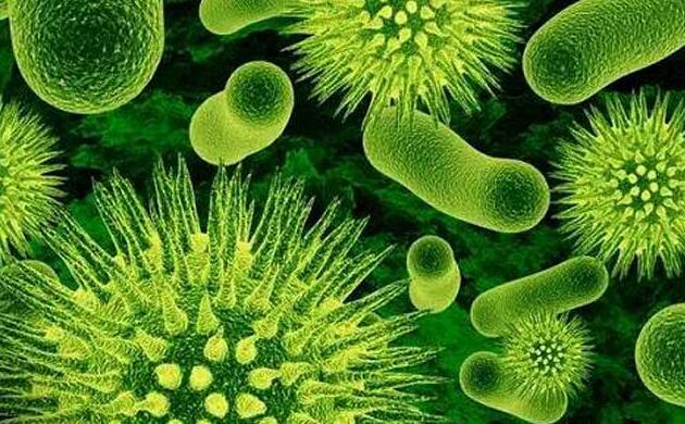 细菌性病害如何有效防治？