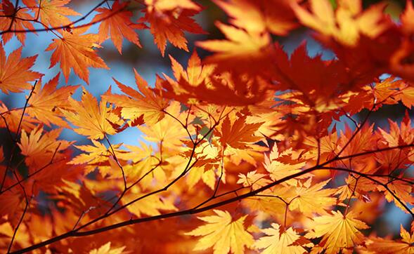 为什么秋天树叶会变黄？