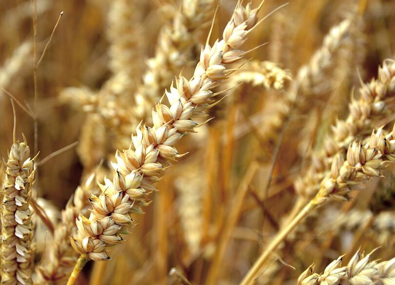 小麦播前为什么要拌种？小麦播前药剂拌种防治病害