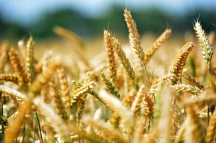 小麦容易倒伏后如何进行正确急救？