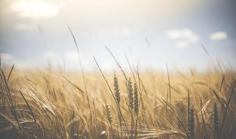 如何判断小麦是否缺肥呢？小麦缺肥会有什么特征？