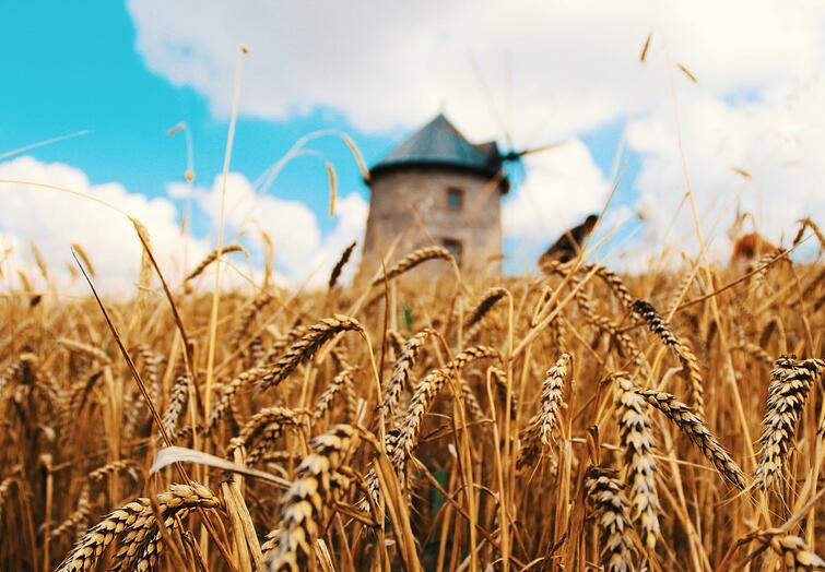 小麦备种时如何选择品种？