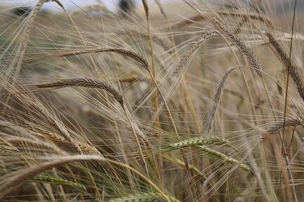 怎样用药防治小麦秆锈病？小麦秆锈病的特征