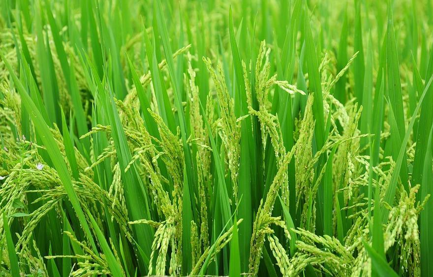 防止早春时节水稻出现烂秧的有效措施