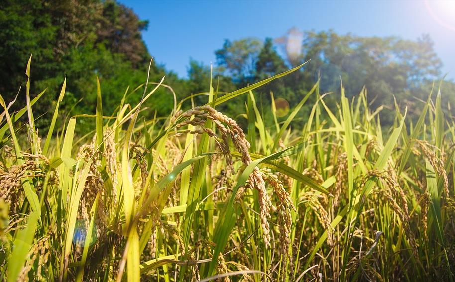 常见水稻田除草剂都有哪些种类？