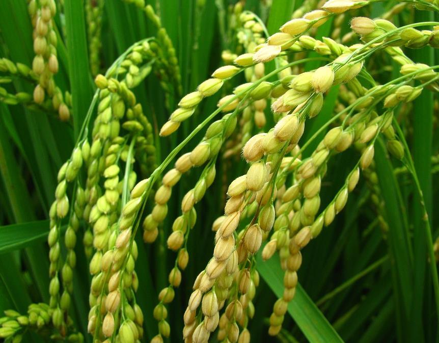 氮磷钾对水稻的具体作用及施用方法