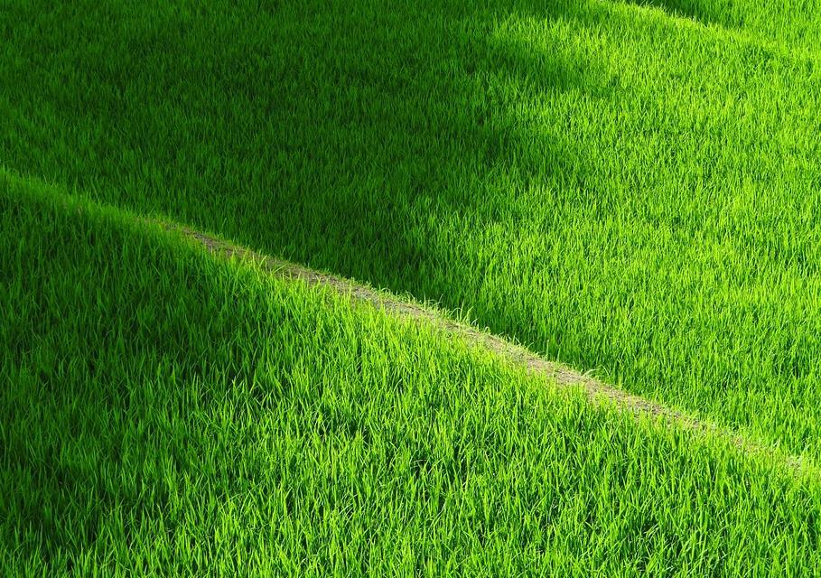 除草剂西草净对水稻地中的眼子菜有效果吗？