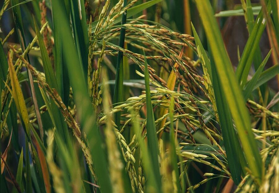 旱稻、水稻与深水稻的生长习性与种植方法