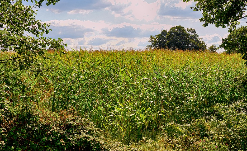 玉米地几种除草方法，玉米除草剂产生药害后怎么补救？