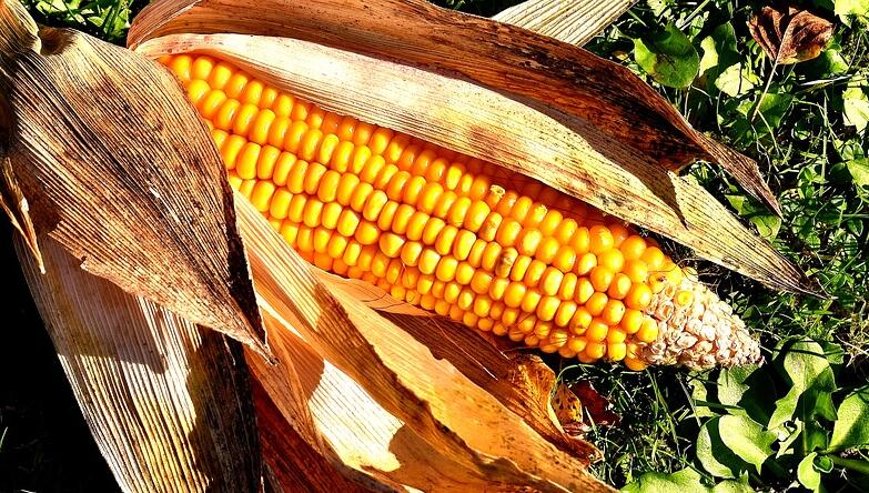 玉米追肥如何提高尿素利用率
