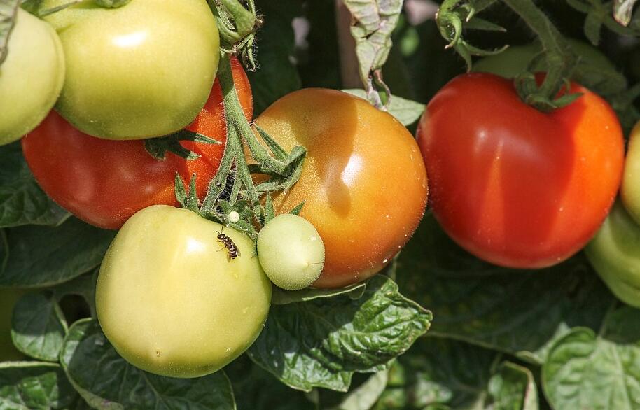 番茄常见的病害有哪些？番茄病虫如何防治？
