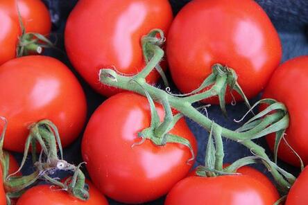 造成番茄落花落果的原因有哪些？
