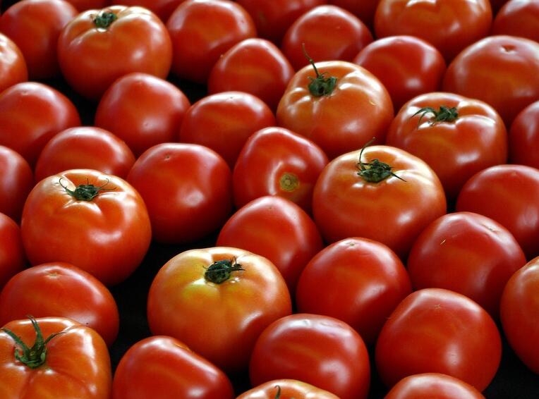 番茄青枯病的药剂防治法