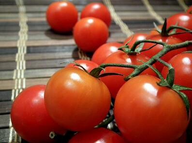 西红柿种植时间和方法？有哪些注事项？