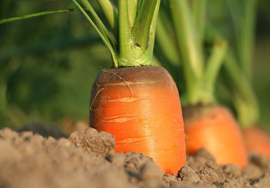 胡萝卜如何施肥？胡萝卜施肥注意事项