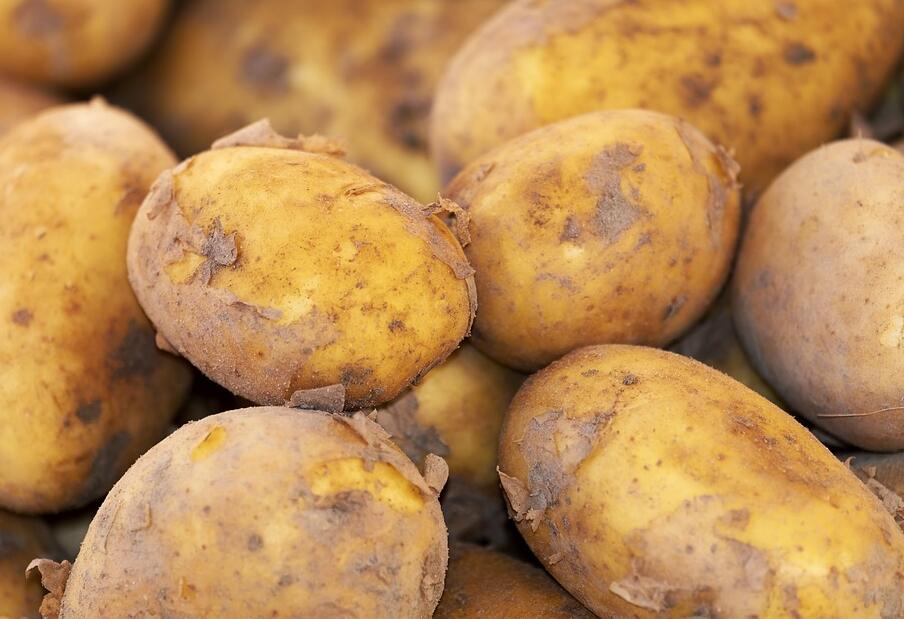 马铃薯有哪些常见的病害？如何防治马铃薯病害？
