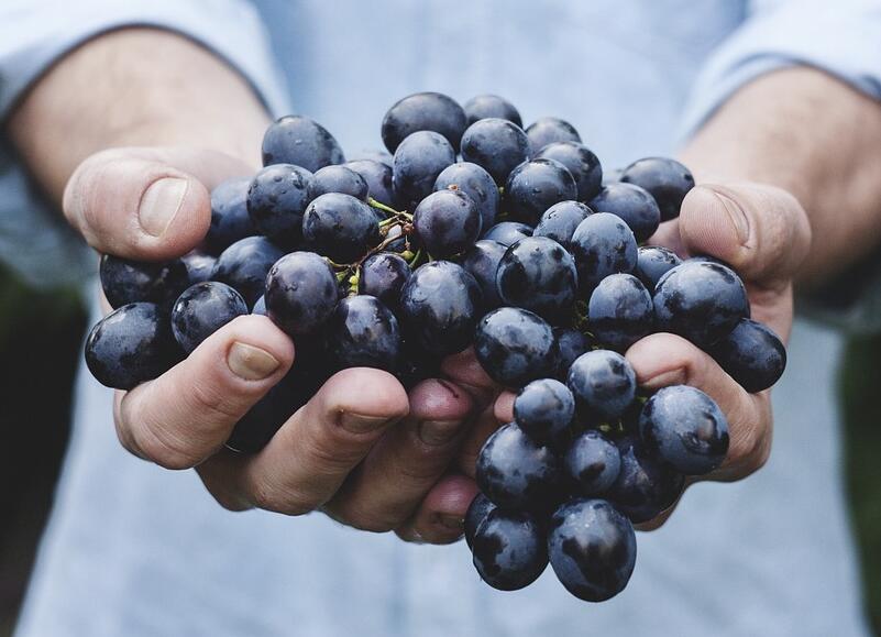 葡萄常见的病虫害和对应的防治方法