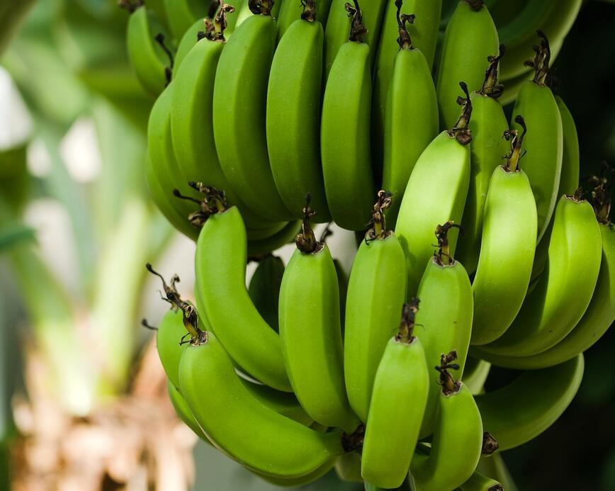 香蕉采后发生的病害主要有哪些？