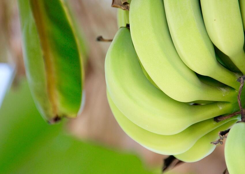 香蕉病虫害的种类及对应防治方法