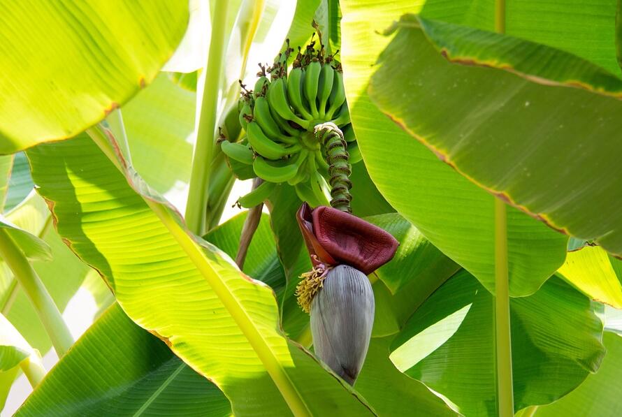 三唑类杀菌剂能否有效防治香蕉病害发生？