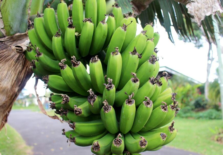 香蕉花叶心腐病该怎么防治？香蕉花叶心腐病什么症状？