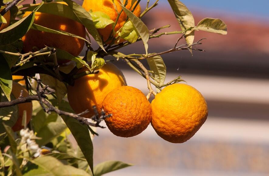脐橙主要病害有哪些？脐橙主要病害如何防治？