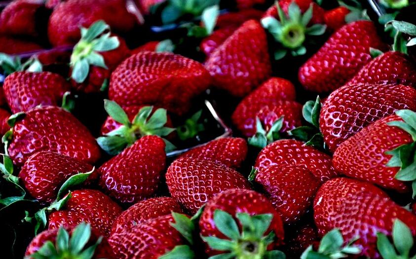 草莓芽枯病症状？草莓芽枯病如何防治？
