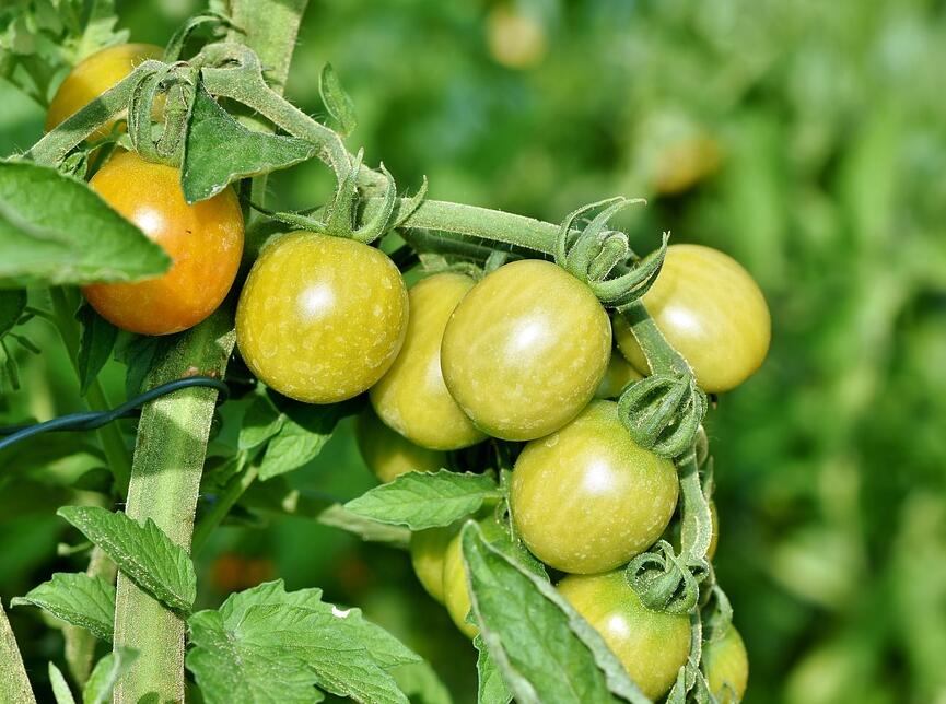 秋番茄容易引发的病虫害有哪些？如何防治？
