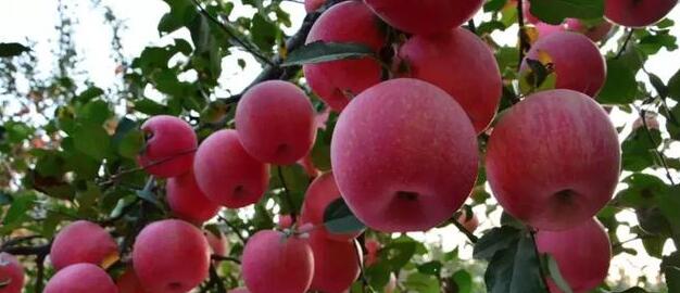 五分钟农技课：苹果的高效种植与管理新技术