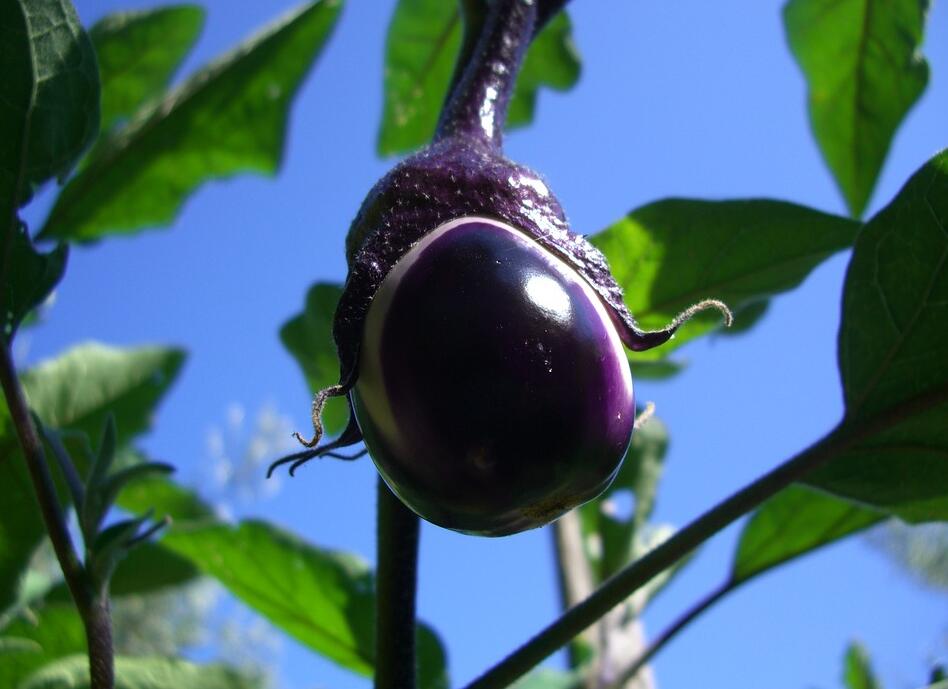 茄子紫花病的发病规律与防治技术