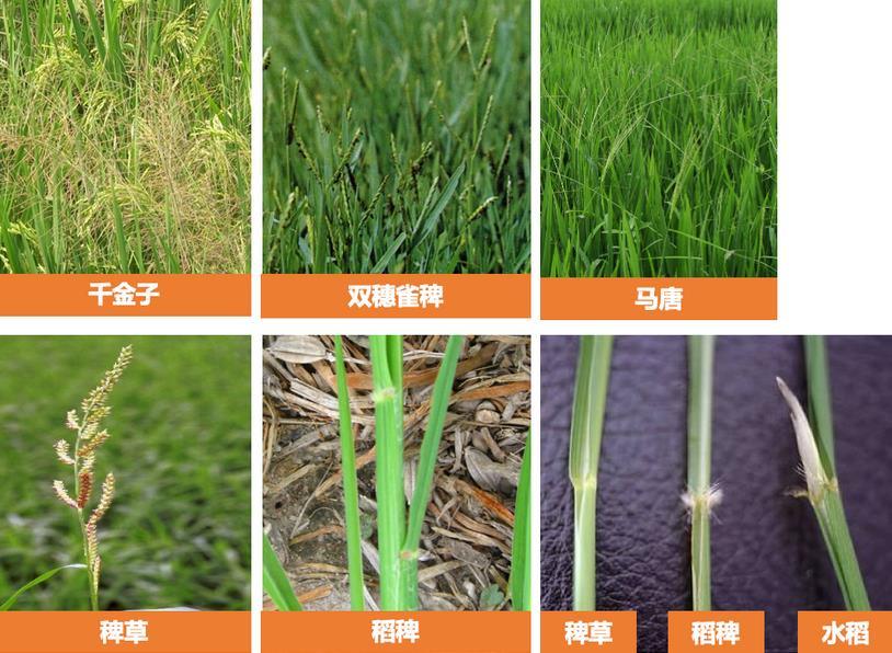 水稻杂草防治时间点与施药关键