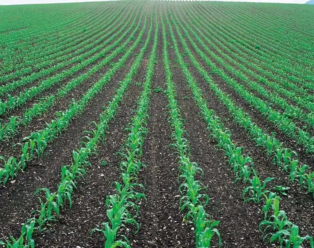 玉米种植专栏03：玉米苗期除草要点