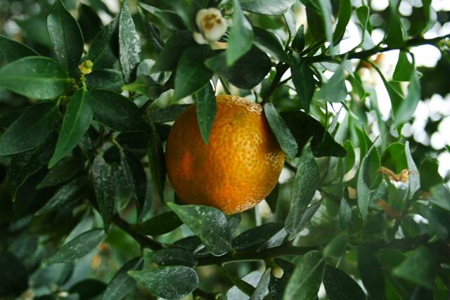 柑橘冬季施肥方法