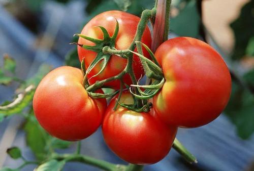 番茄青枯病的病症和防治措施